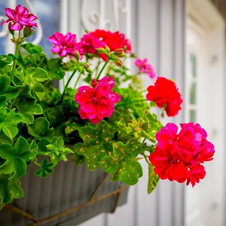 Evaggelia's Summer