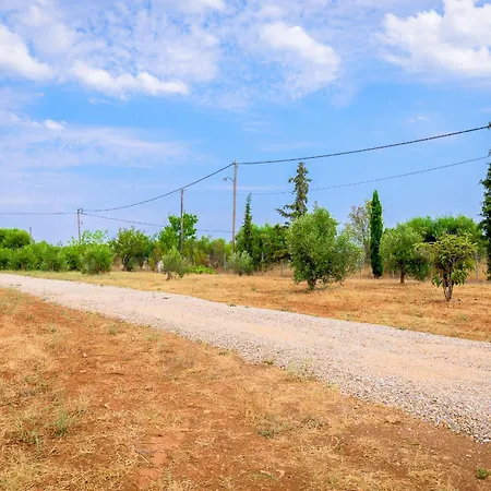 Evaggelia's Summer *