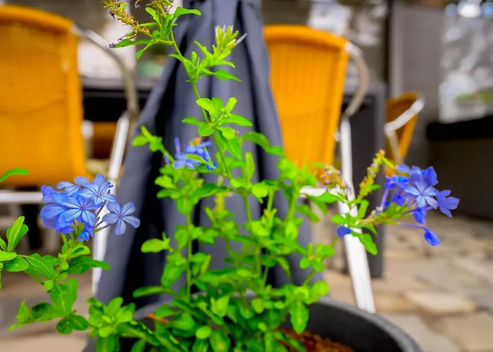 Evaggelia's Summer *